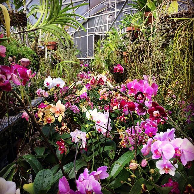 Orchids of various colors blooming in a greenhouse