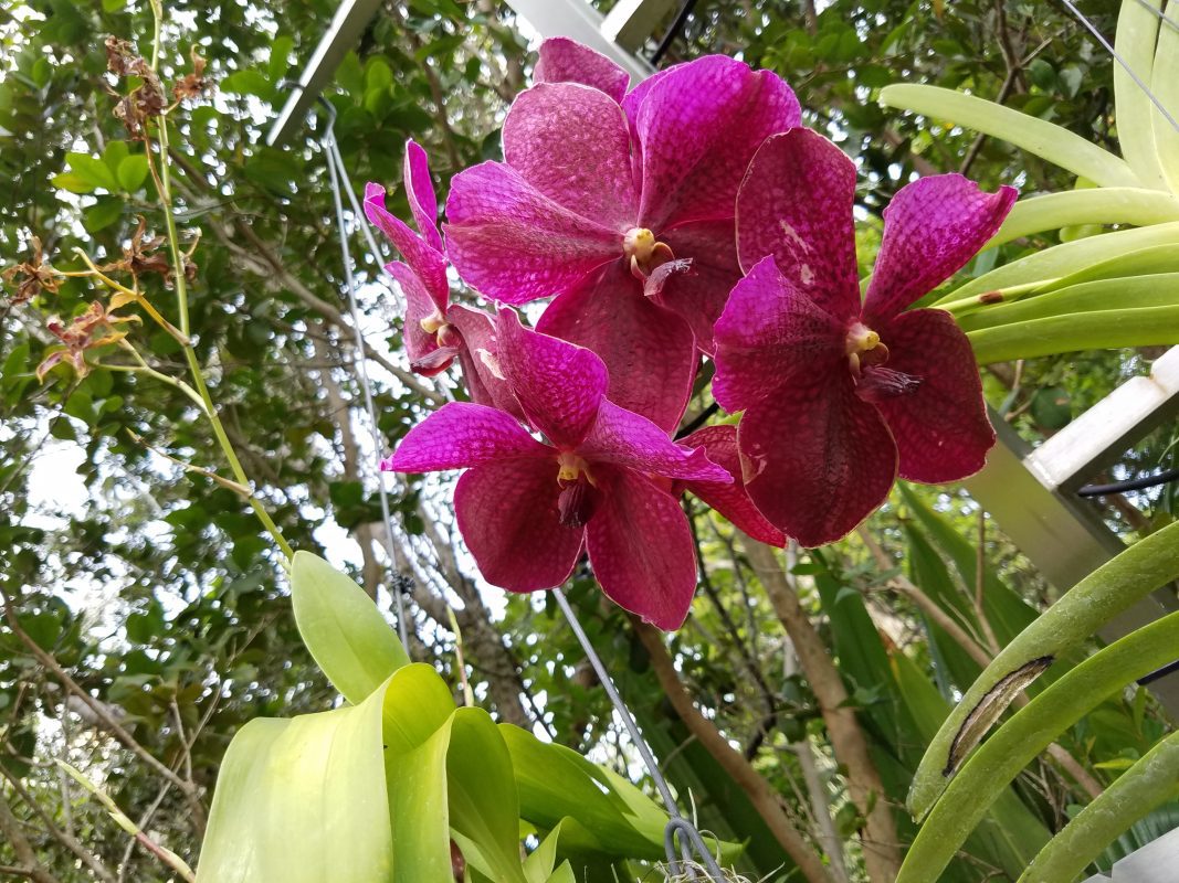 Purple Vanda orchid.