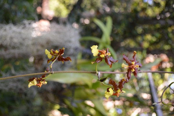 Oncidium orchid.