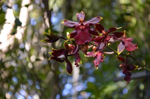 Oncidium Sharry Baby Orchid.