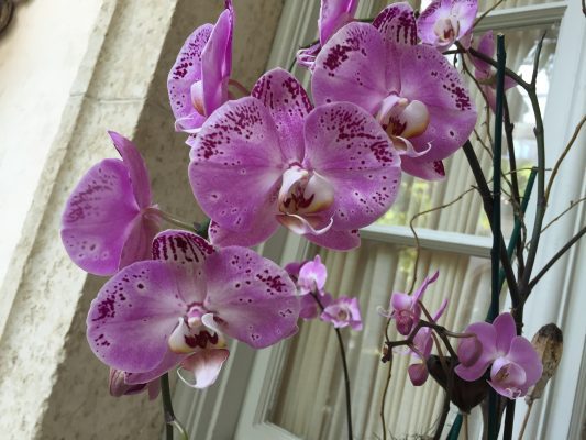 Puple phalaenopsis orchid