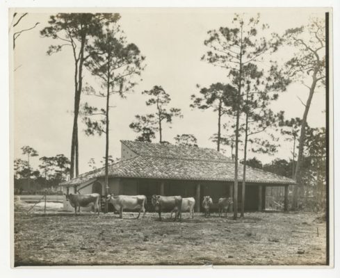 Cattle in front of the Cattle Barn.