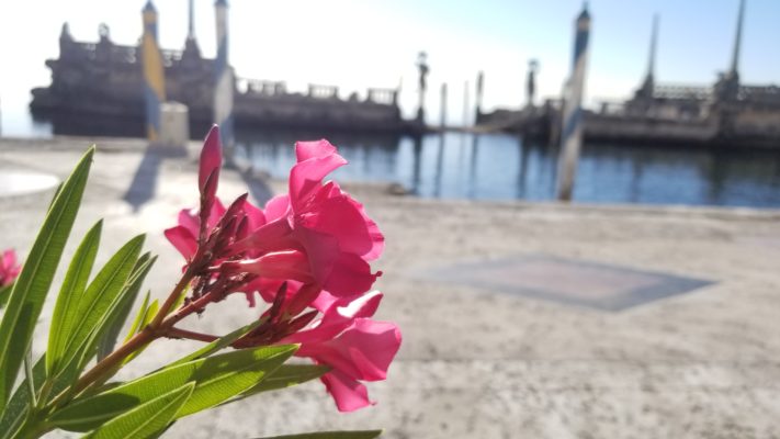 Pink flower in the waterfront gardens infront of the Stone Barge