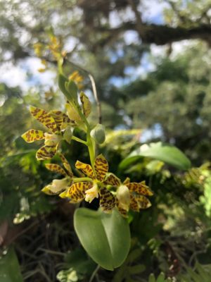 Endangered Dollar Orchid on Vizcaya's Garden Mound