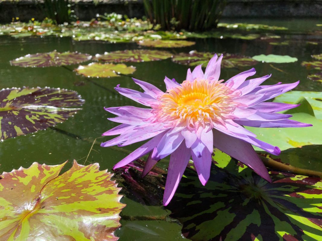Water lilies is Vizcaya's gardens.