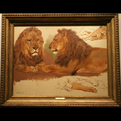 A Study of Lions