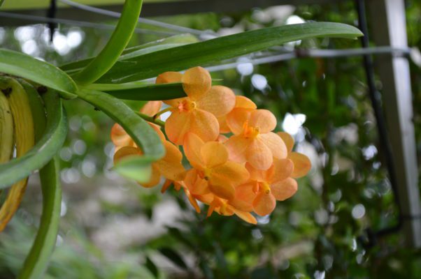 Orange vanda orchid