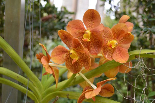 Orange Vanda orchid