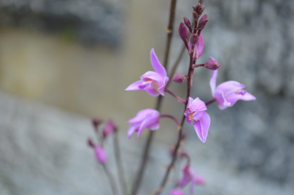 Bletia purpurea, a native endangered ground orchid.