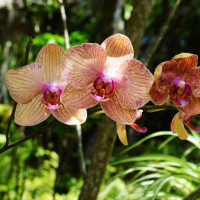 Phalaenopsis orchid.