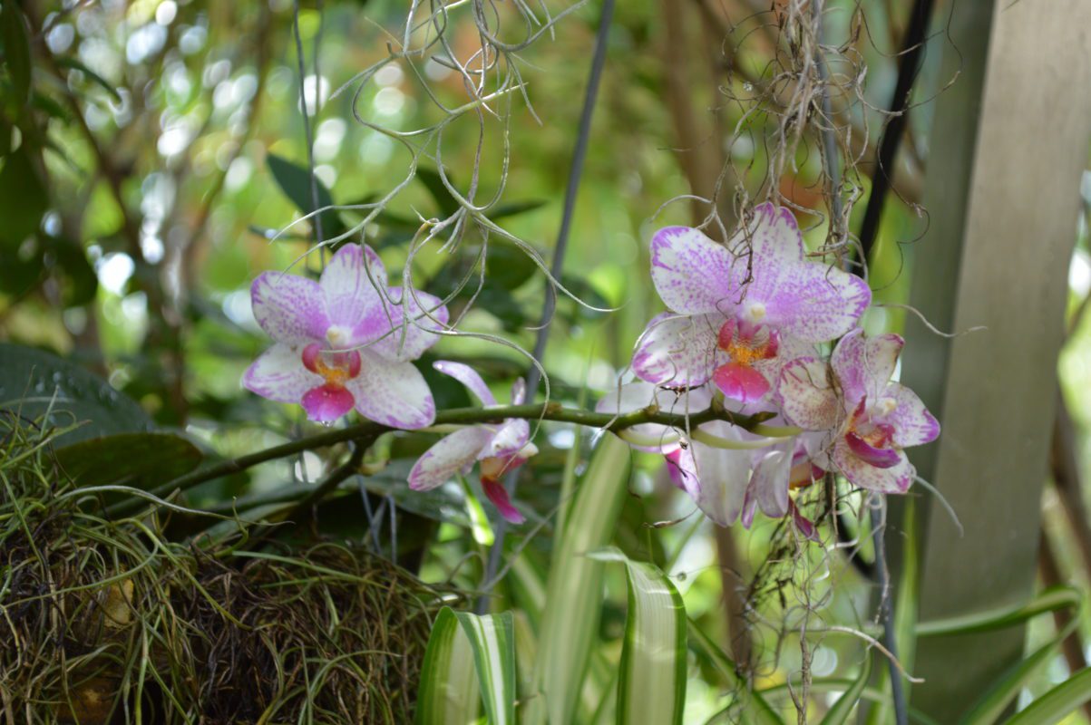 Phalaenopsis orchid.