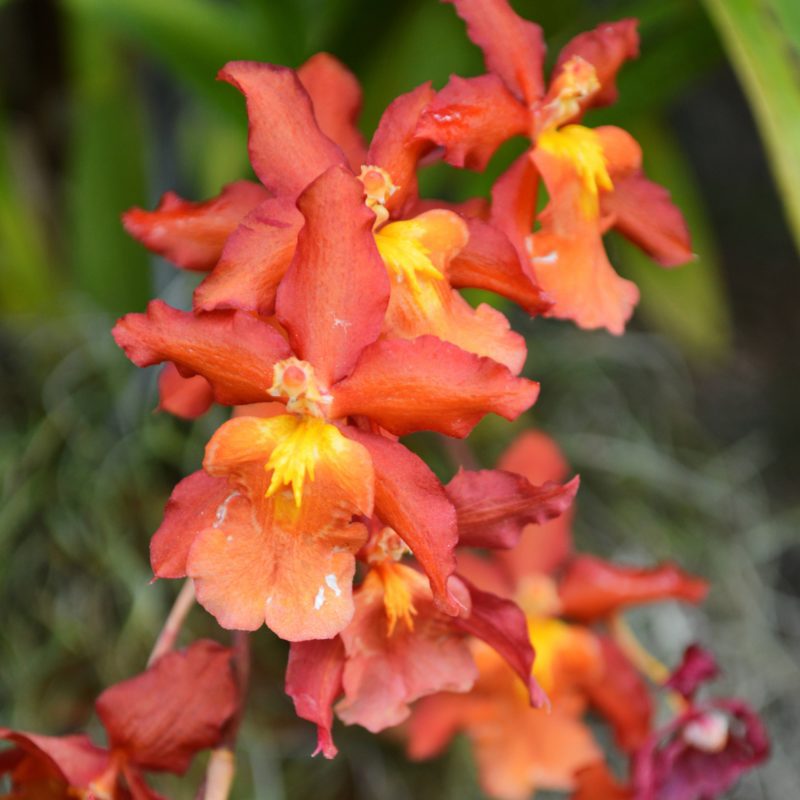 Orange oncidium orchid.
