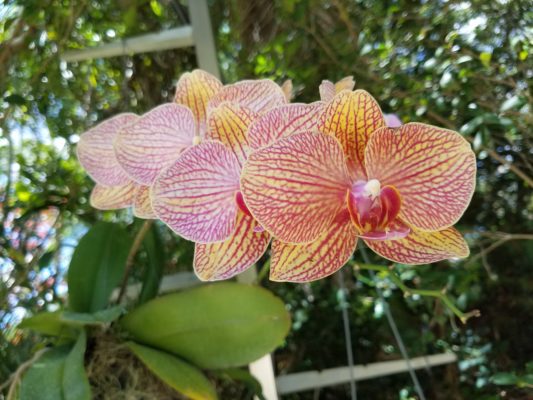 Pink and orange Phalaenopsis or Moth orchid.