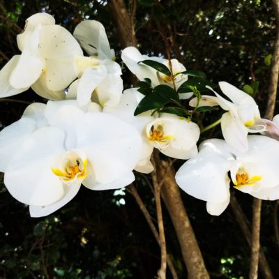 White phalaenopsis or Moth orchid.
