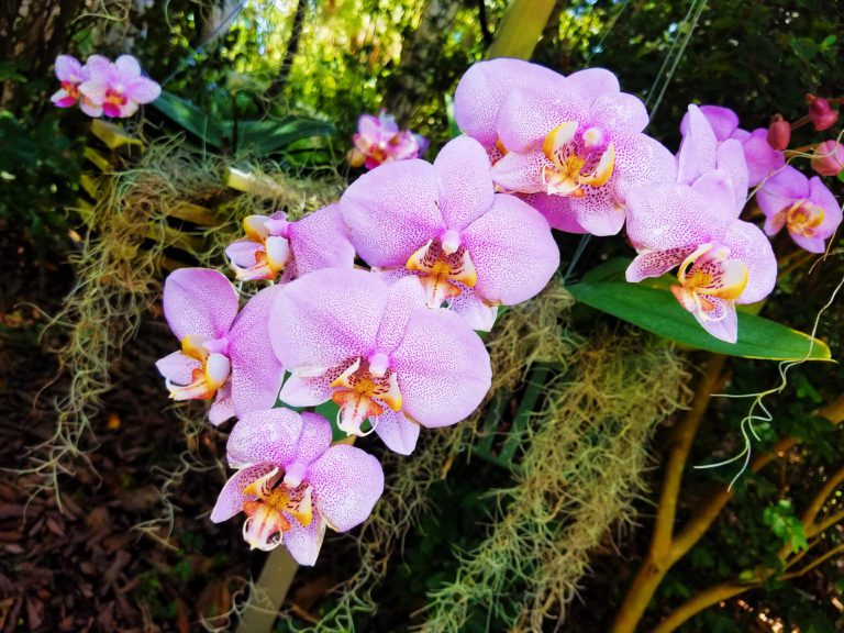 Phalaenopsis or Moth orchid.