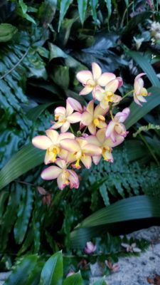 Spathoglottis orchid