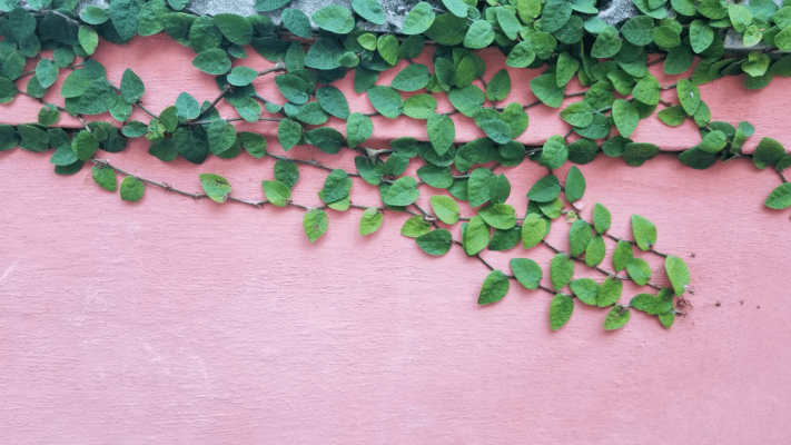 Pink wall if Vizcaya's rmal gardens with green vine