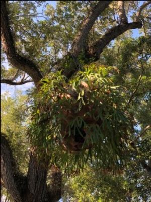 Staghorn fern displayed in oak tree at Vizcaya Museum and Gardens.