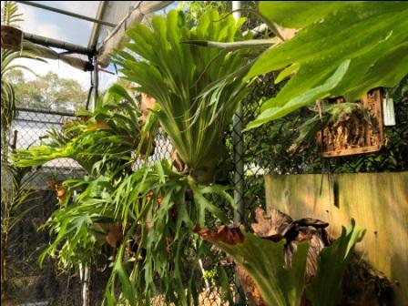 Multiple staghorn ferns in Vizcaya's green house.