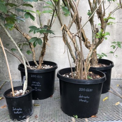 Four potted Jatropha plants