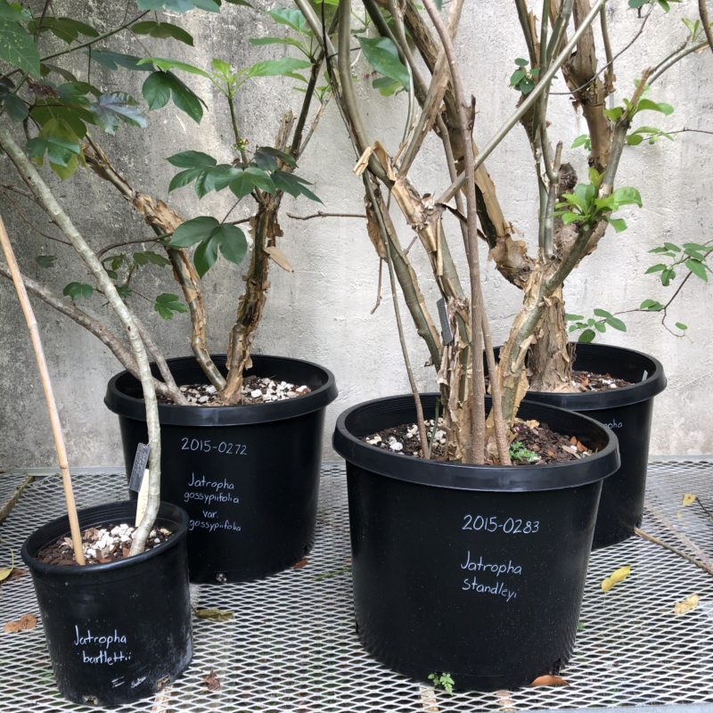 Four potted Jatrophia plants