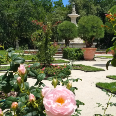 Pink rose in foreground with Sutri Fountain in background. Vizcaya's historic rose garden.