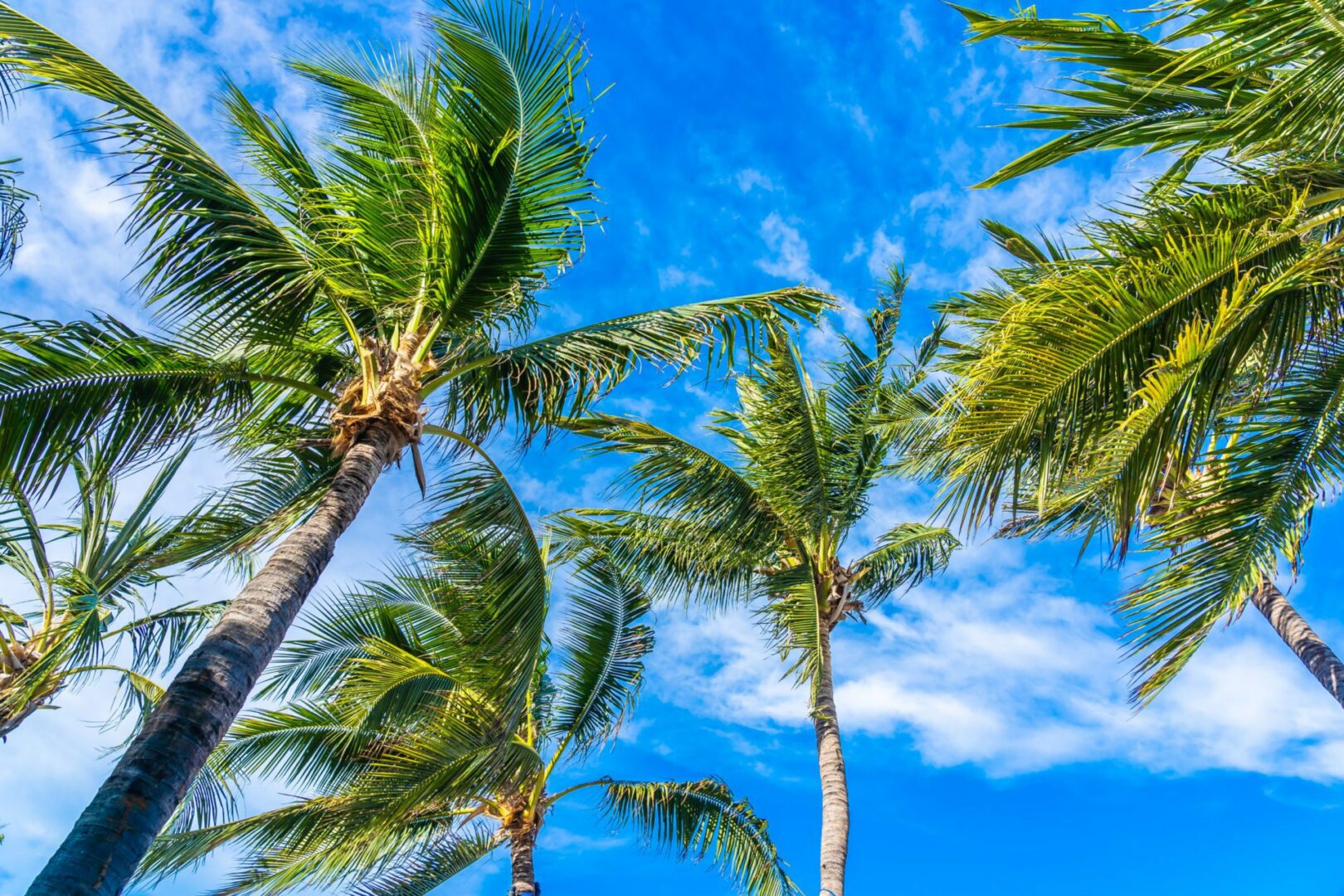 Beautiful tropical nature with coconut palm tree on blue sky and white cloud background