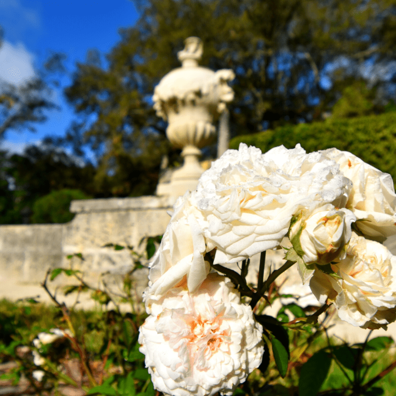 White roses growing in front of a statue.