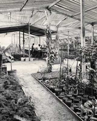 The greenhouse located at Vizcaya Village, outfittted with plants and glass panels