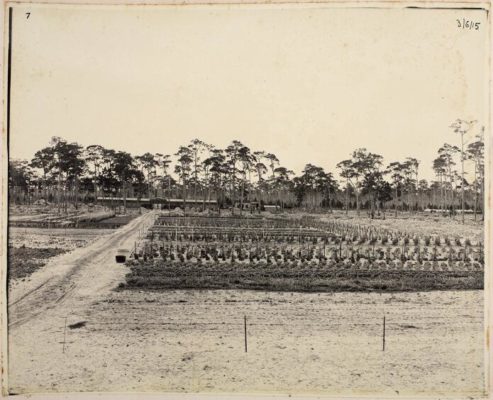 Historic photo of the Vizcaya Village vegetable garden showing rows of planted crops