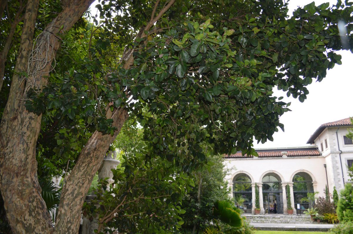 Pigeon Plum located in the cascade infront of Vizcaya's Main House