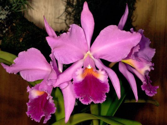Purple and pink Cattleya orchid