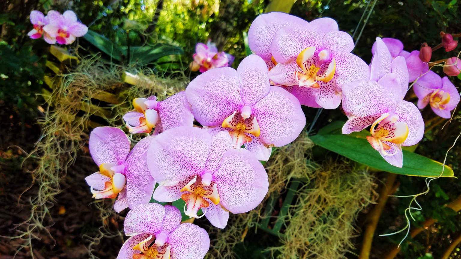 Phalaenopsis or Moth orchid. Photo by Alex Serna.