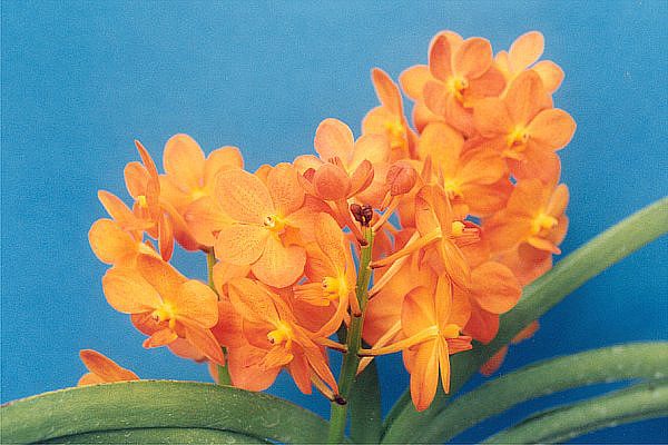 Bright orange orchid