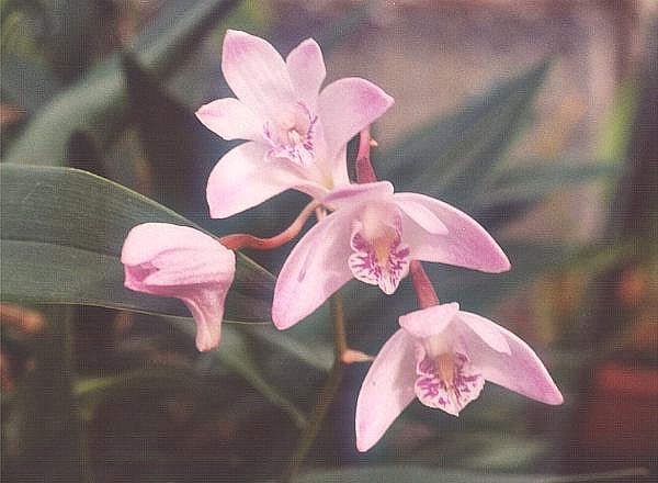 Pink Dendrobium orchid flower