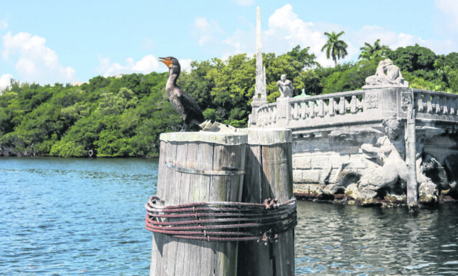 Photo of a bird on pilons next to Vizcaya's Barge in Biscayne Bay
