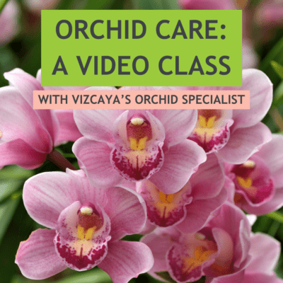 Orchid Care Class with Vizcaya's Orchid Specialist