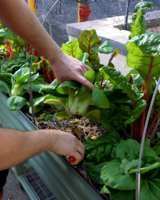 Hands of a Volunteer at Vizcaya harvesting leafy greens, including Swiss chard and bok choy, from a raised garden bed with a protective netting frame.