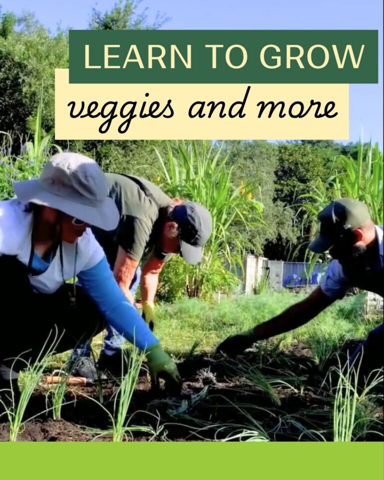 Three people gardening outdoors, planting seedlings in soil, with text overlay that reads "LEARN TO GROW veggies and more." Greenery and trees in the background. Discover how to Volunteer at Vizcaya while nurturing plants and building community.