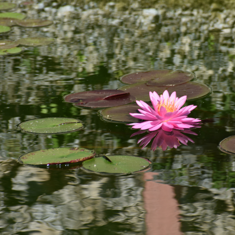 A pink water lily blooms among green lily pads on the surface of a pond, with reflections of plants and surroundings visible in the water.