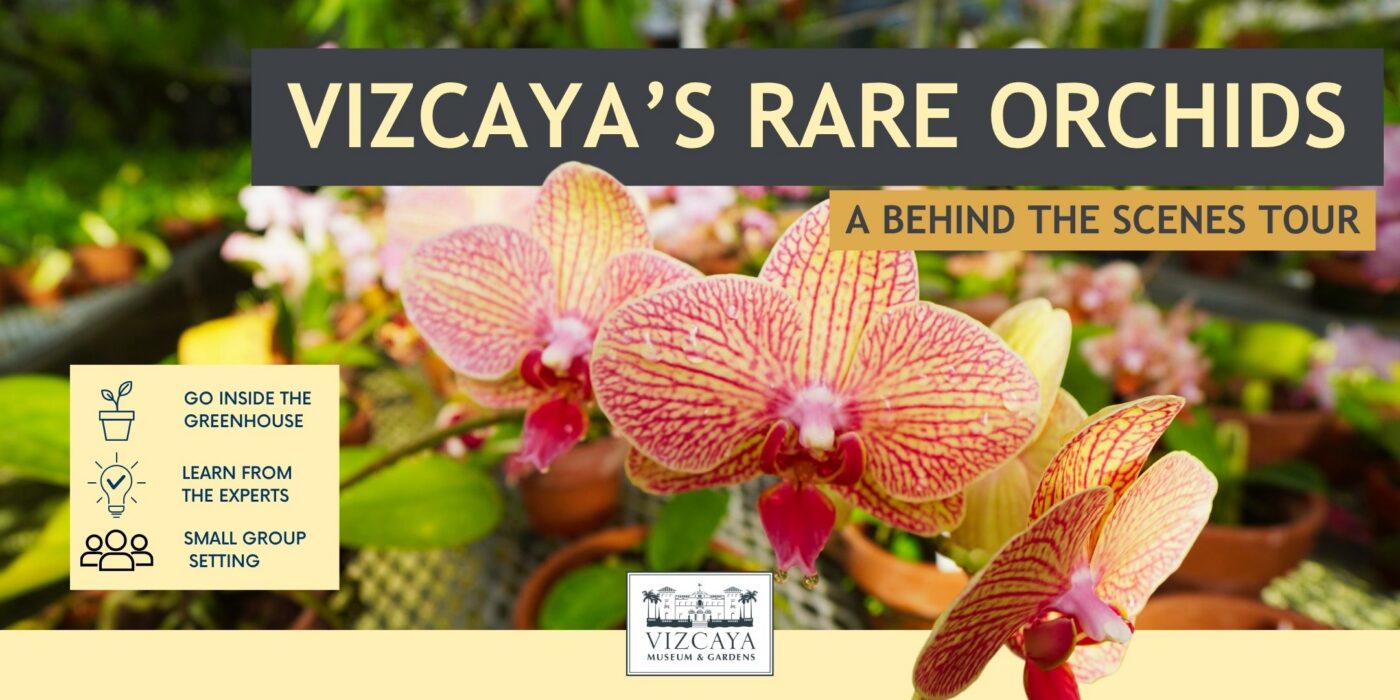 Close-up of pink and yellow orchids in a greenhouse, with text promoting “Vizcaya’s Rare Orchids: A Behind the Scenes Tour” and icons highlighting tour features.