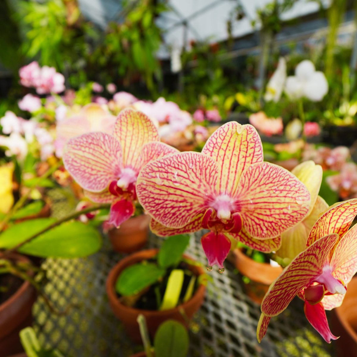 Close-up of pink and yellow striped orchids in pots on a greenhouse table, with blurred green plants and flowers in the background.