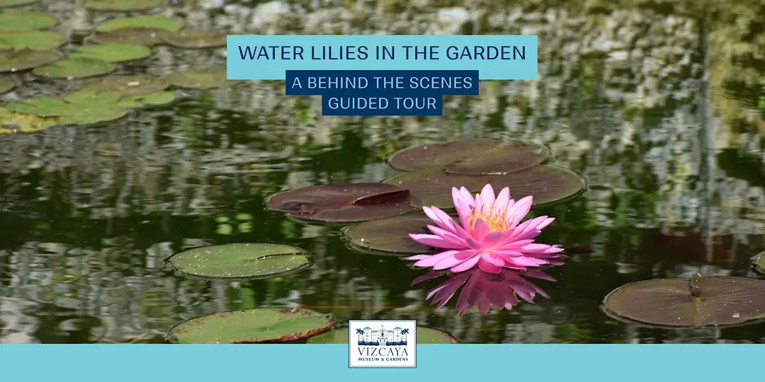 A pink water lily blooms among green lily pads on a pond. Text overlay reads: “WATER LILIES IN THE GARDEN. A BEHIND THE SCENES GUIDED TOUR. Vizcaya Museum and Gardens.”.